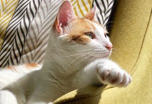 Domestic shorthair cat on a sofa in the sun.