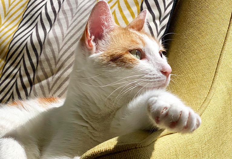 Most Popular Cat Breeds In Australia Revealed!