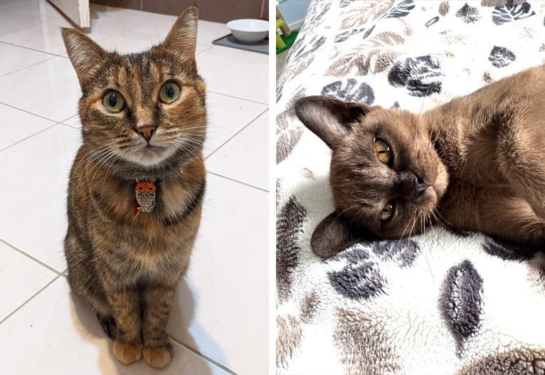 Tabby and Burmese cats.