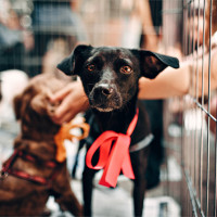 A dog in a shelter.