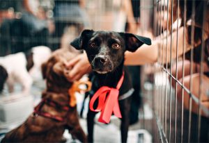 A dog in a shelter.