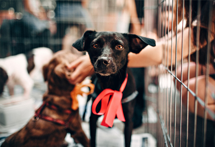 A dog in a shelter.