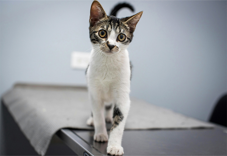 A kitten on a vet table.