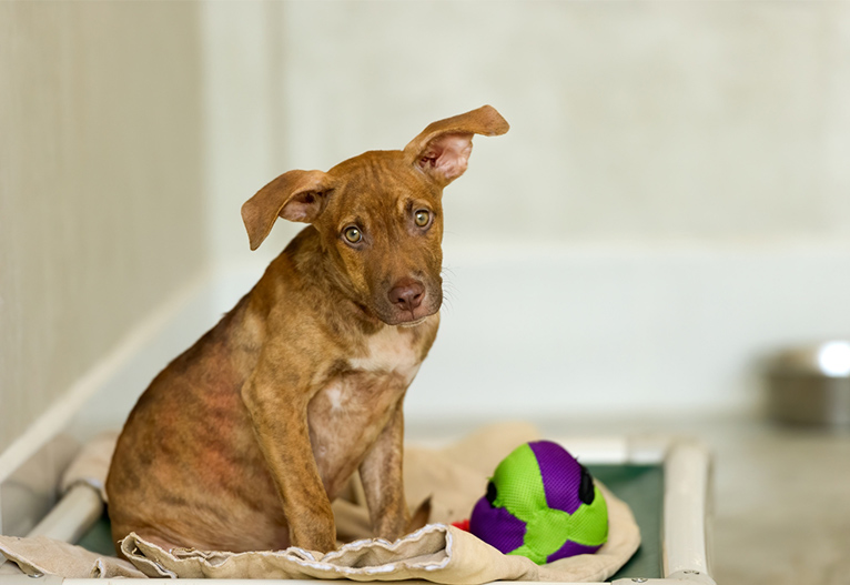 Sad brown dog sitting on a mat.