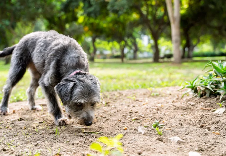 Dog sniffing the ground.
