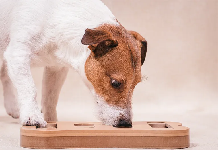 Dog using a food puzzle.