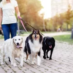 Person walking three dogs.