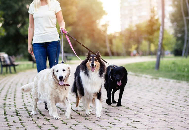 Person walking three dogs.