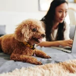 Woman working on a computer with dog next to her.