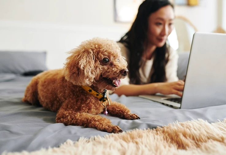Woman working on a computer with dog next to her.