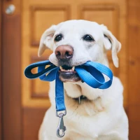 Dog with leash in its mouth ready for a walk.