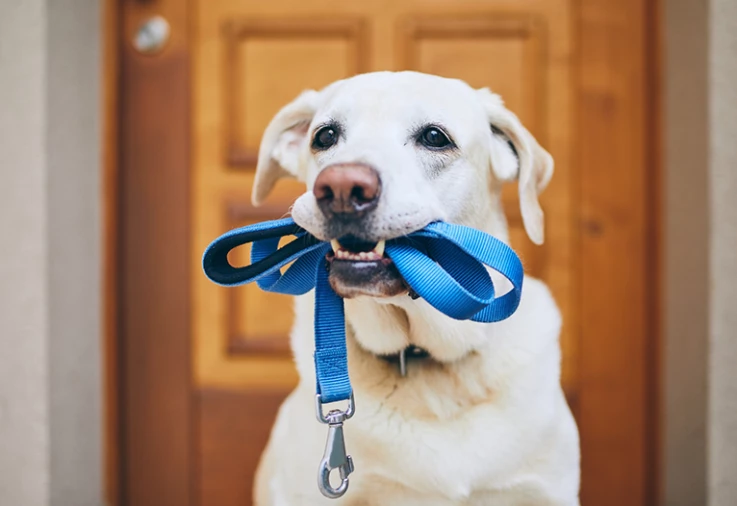 Dog with leash in its mouth ready for a walk.