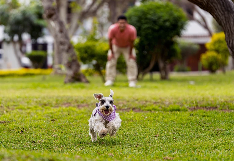 Dog running at the park.