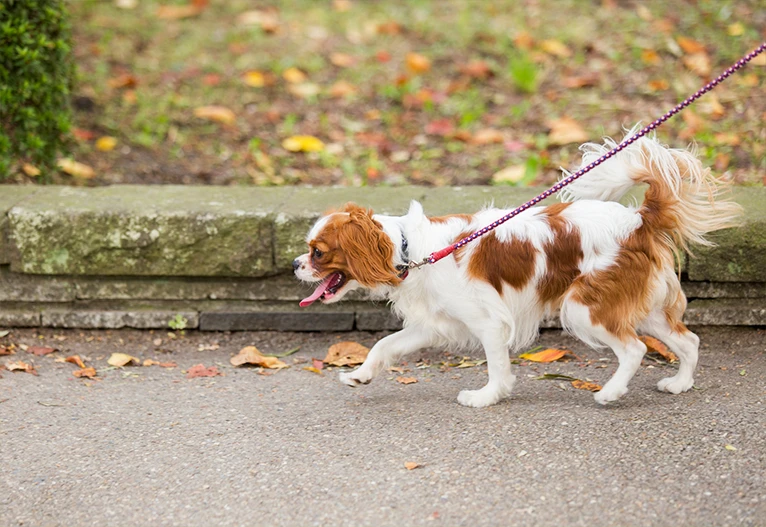 Dog walking on a leash on footpath.