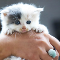 Person holding a white kitten.