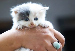 Person holding a white kitten.