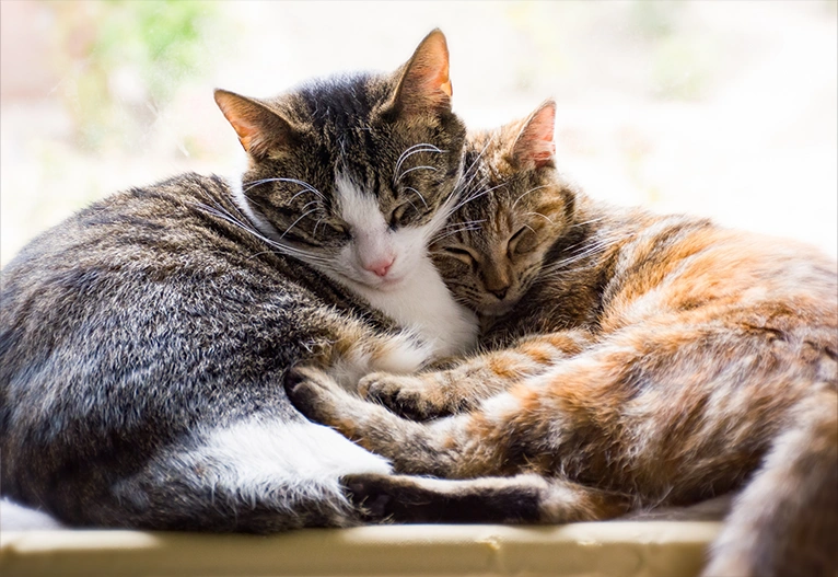 Two mature cats cuddling on a windowsill.