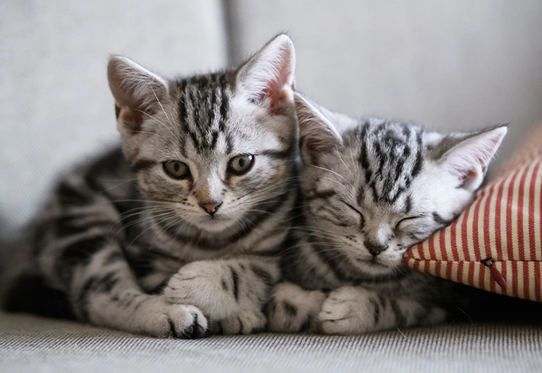 Two grey kittens cuddling on a sofa.
