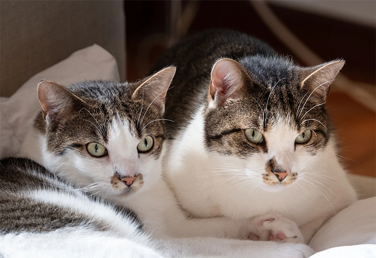 Identical cats lying down.