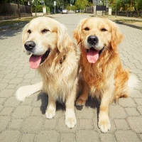 Twin labradors sitting on a sidewalk.