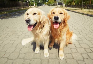 Twin labradors sitting on a sidewalk.