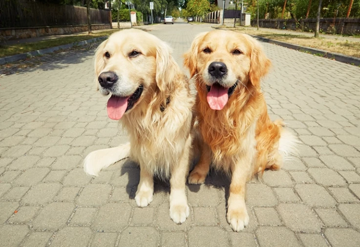 Twin labradors sitting on a sidewalk.