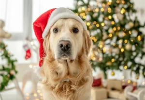 Golden retriever in a Christmas hat.