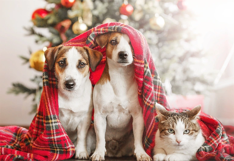 Two Jack Russel dogs and a tabby cat sitting near a Christmas tree.