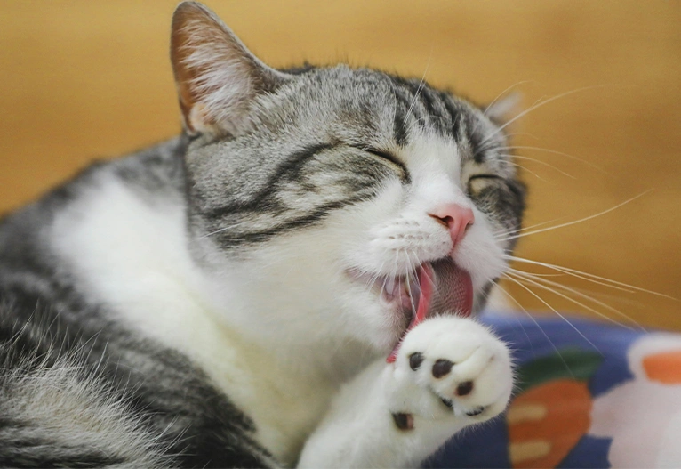 Cat licking its paw.