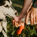 A dog drinks water from a bottle.