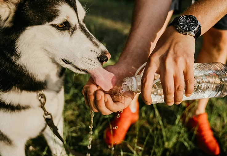 A dog drinks water from a bottle.