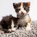 Two kittens on a grey blanket.