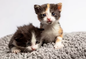 Two kittens on a grey blanket.