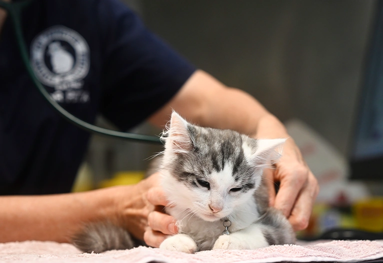 Kitten being checked by a vet.