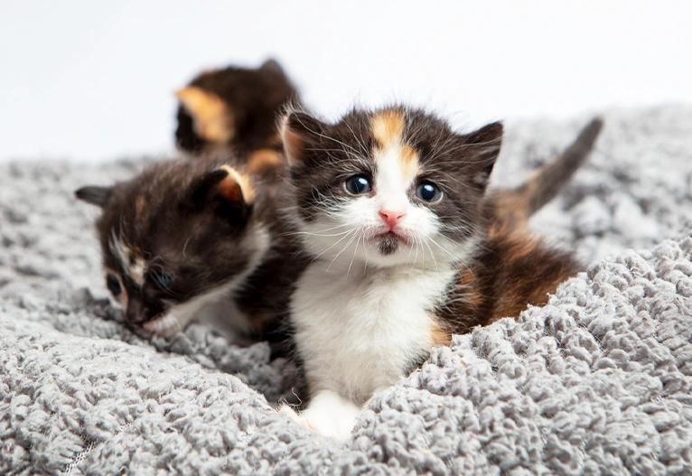 Kittens on a grey blanket.